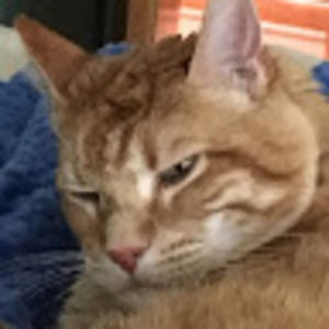 Meet your Posher, Morgan